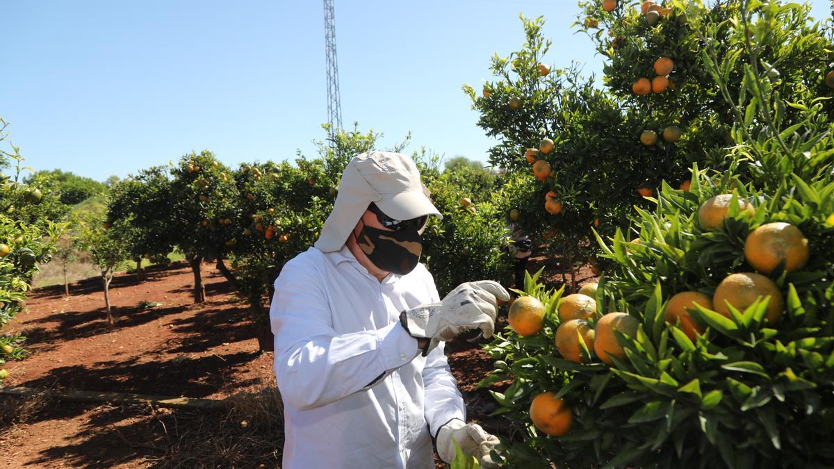 Los campos de cítricos de Castellón sufren de forma especial los estragos que causa la plaga del ‘cotonet’.