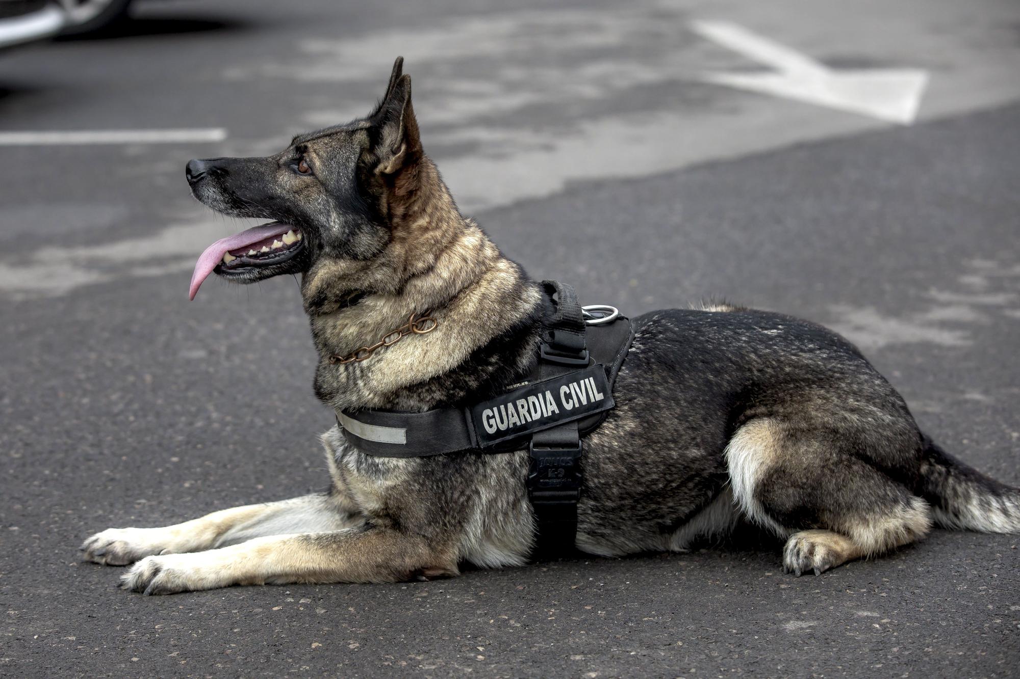 Unidad de Guías Caninos de la Guardia Civil