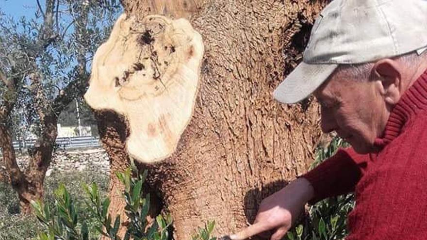 Aplicación del producto en un olivo de Apulia, en Italia.