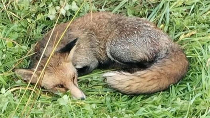 El animal fue trasladado por el centro de fauna salvaje.