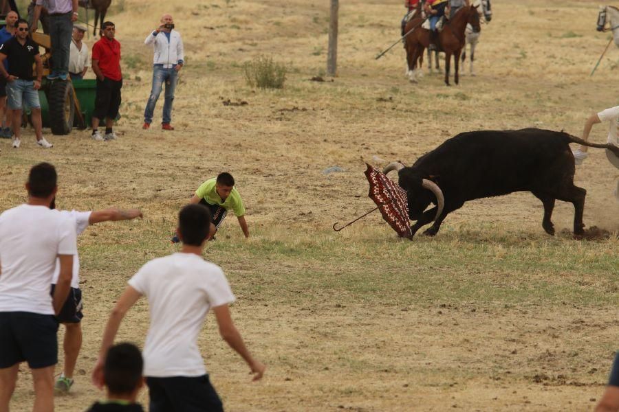 Segundo encierro taurino en Guarrate