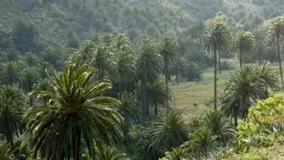 ¿Sabías que este apellido solo existe en una isla y lo llevan miles de canarios?
