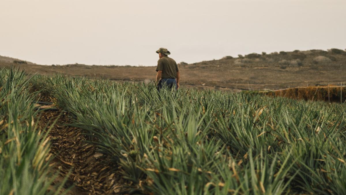 Plantación de piñas tropicales en la finca de Veneguera de Lopesan