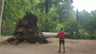 Susto en la Devesa de Girona al caer un árbol de más de 50 metros