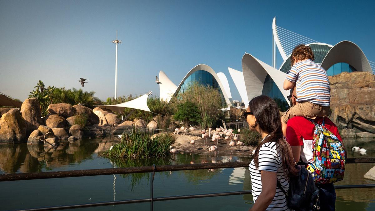 El Oceanogràfic de València ofrece planes en verano para toda la familia.
