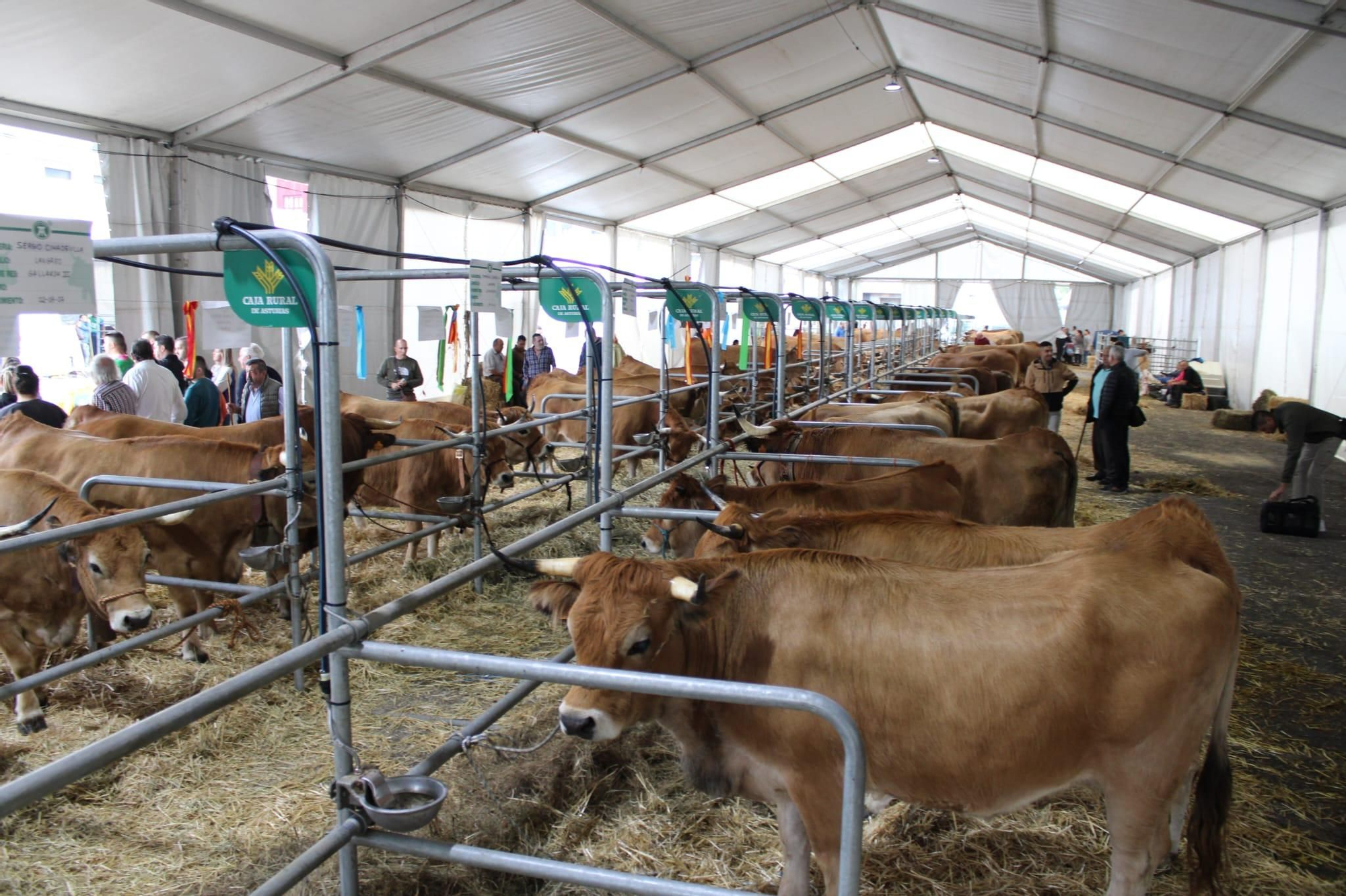 Así es Llangréu Nautral, la feria de las razas autóctonas asturianas que se celebra en pleno centro de Langreo