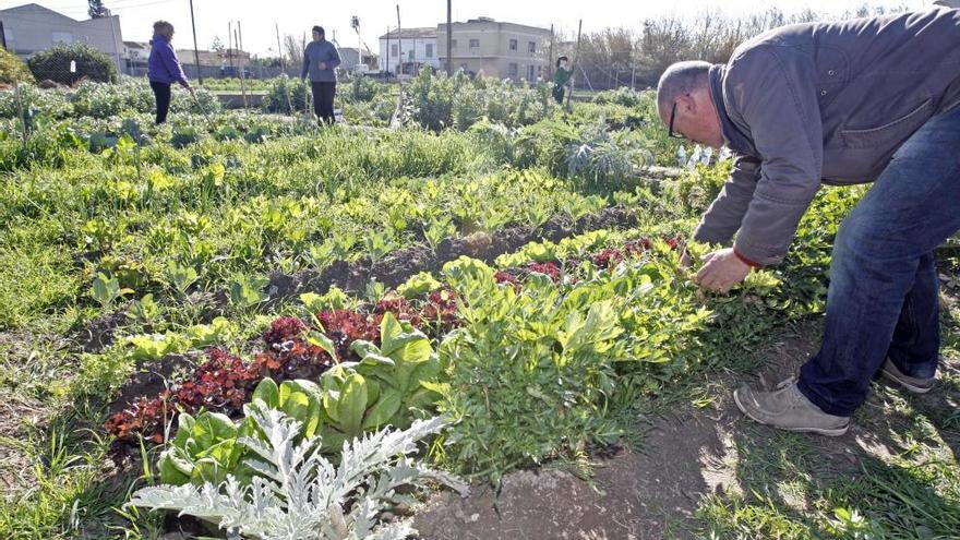 85 millones para agricultura ecológica en Murcia