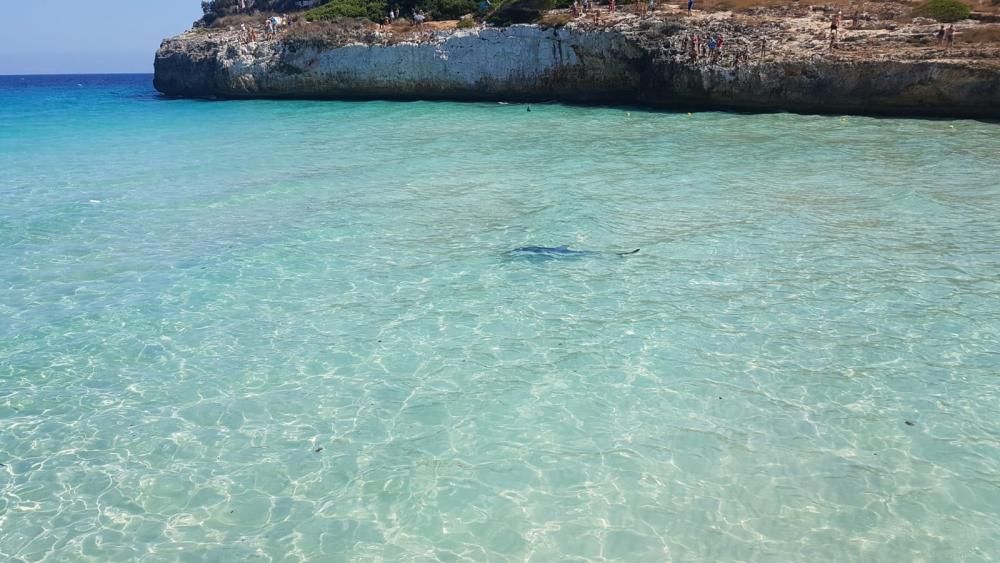 Pánico por la aparición de un tiburón en la playa de Calas de Mallorca