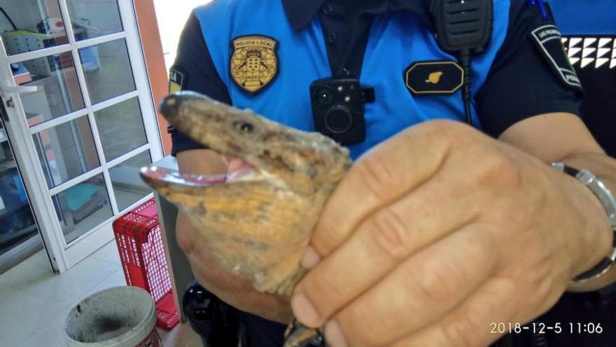 Encuentran un lagarto de Gran Canaria herido en Tamaraceite