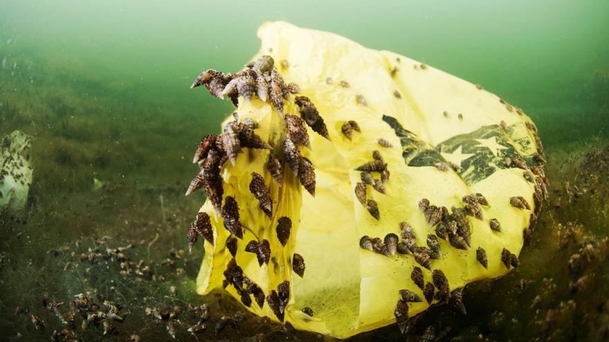 Decenas de ejemplares de la caracolilla, pegados a un residuos en el Mar Menor.  | JAVIER MURCIA (CANAL MAR MENOR)
