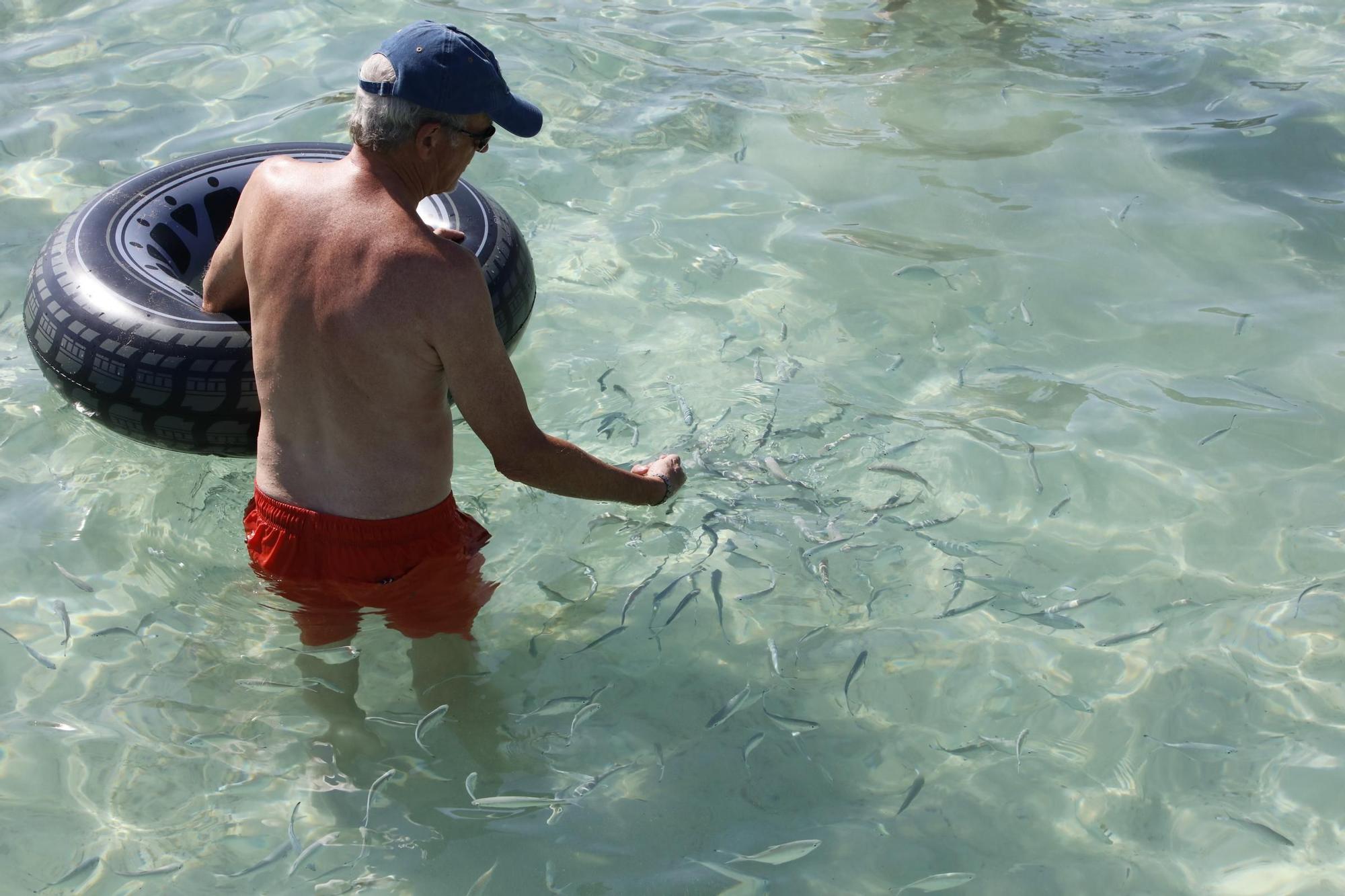 Sommer-Urlaub im Oktober: So sieht es derzeit am Strand von Alcúdia auf Mallorca aus