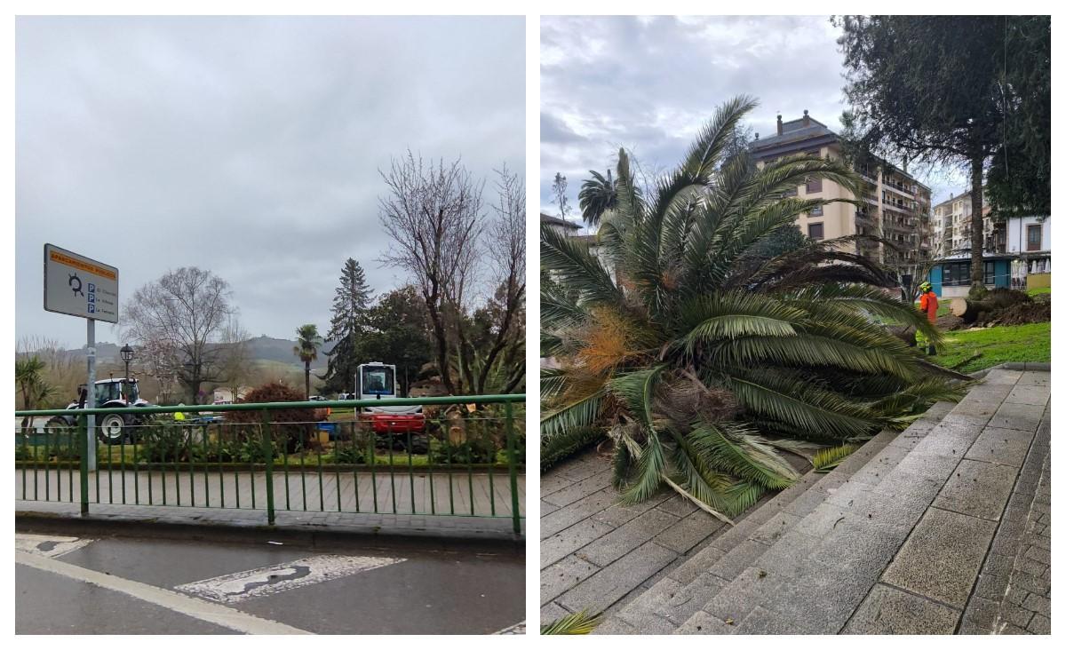 A la derecha de la imagen, una de las palmeras taladas. A la izquierda, maquinaria en el parque, este lunes, operando para cortar el resto de ejemplares afectados.