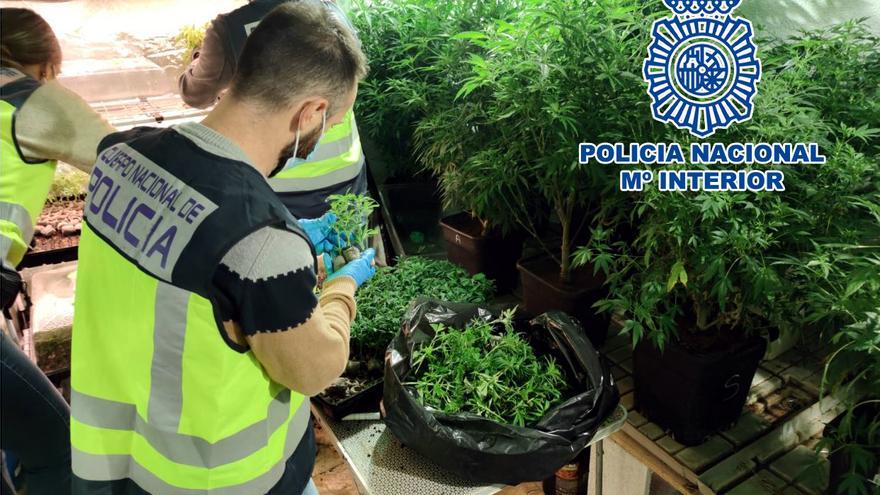 Seis detenidos y cuatro plantaciones de marihuana desmanteladas en Elda y Petrer