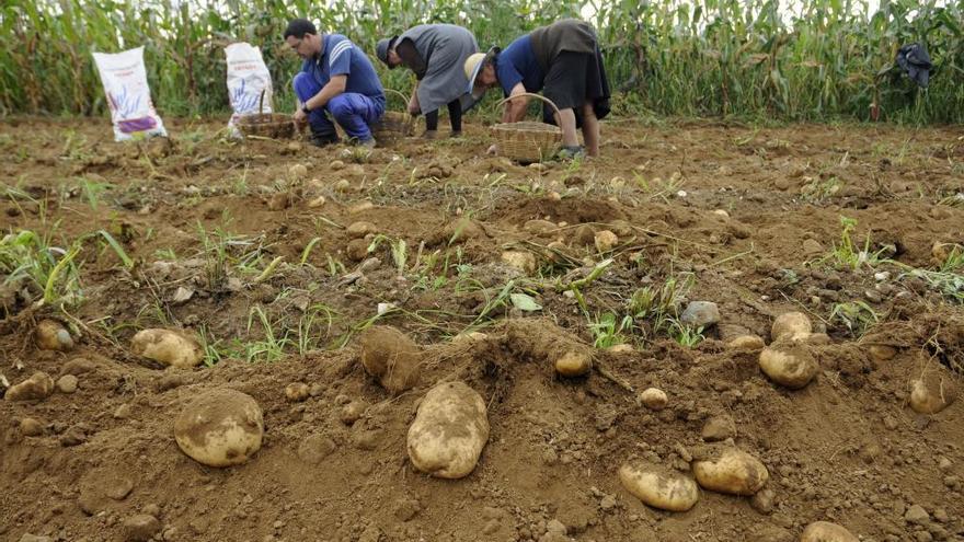 La Xunta controlará a los comerciantes de patata y vigilará los mercados