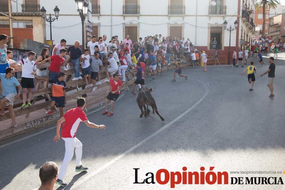 Última suelta de vacas en Moratalla