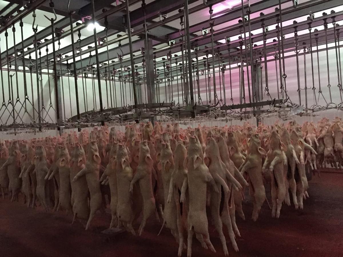 Cochinillos preparados para su comercialización en la industria La Salvación de Zamora