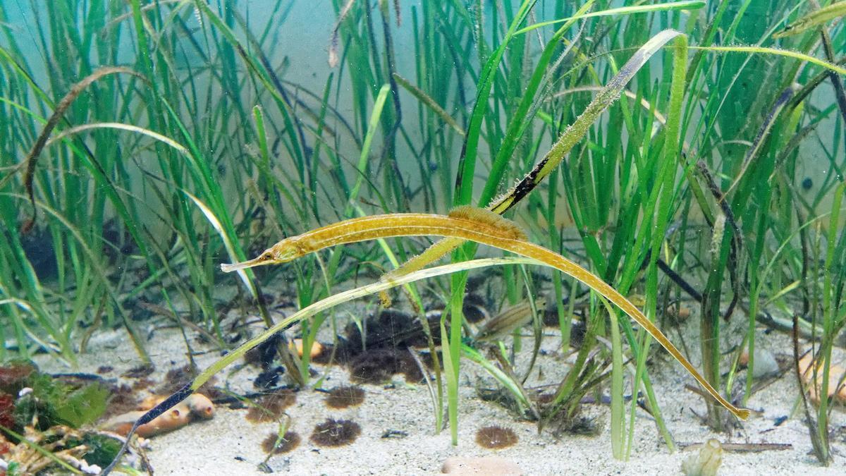 Pez pipa entre plantas de zostera marina.
