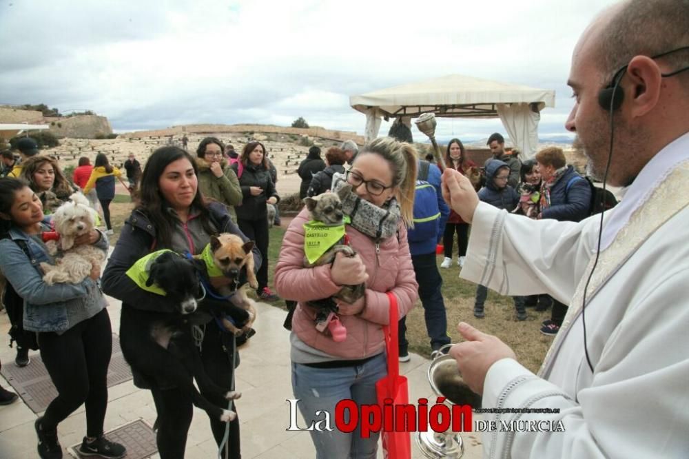 Jornada especial por San Antón en la Fortaleza del Sol de Lorca