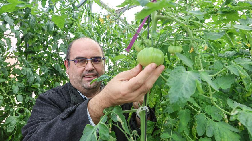 La Escuela Politécnica de Orihuela obtiene variedades híbridas de tomates resistentes a los virus