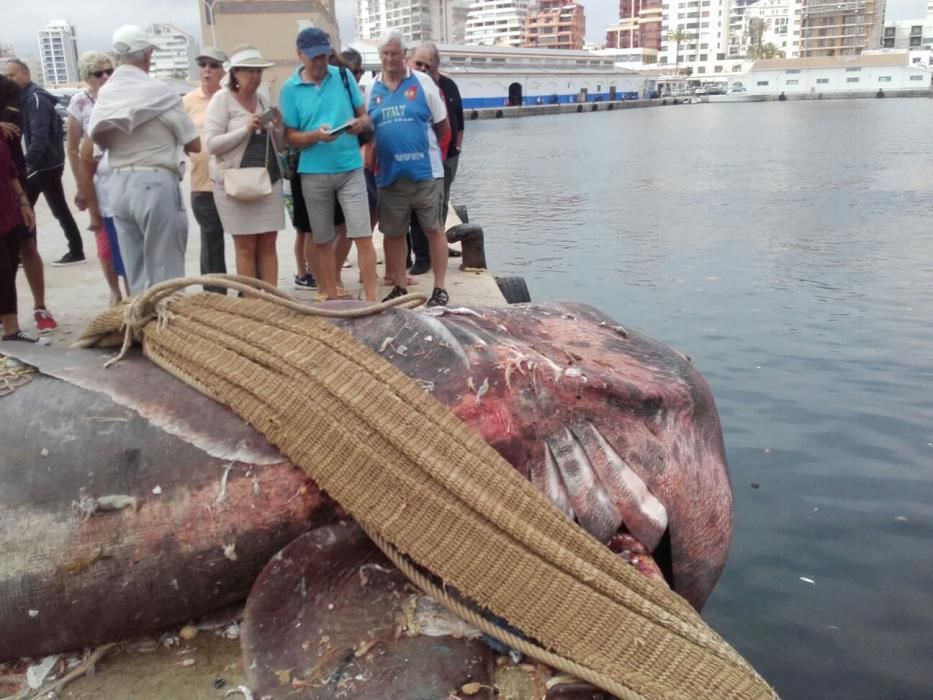 Atrapan en Calpe (Alicante) un tiburón peregrino de 4 toneladas