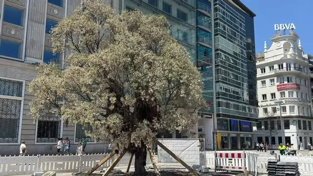 El metrosidero del Cantón Grande de A Coruña «sigue vivo» tras su trasplante