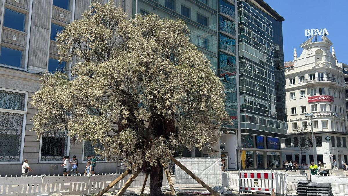 El metrosidero del Cantón Grande de A Coruña «sigue vivo» tras su trasplante