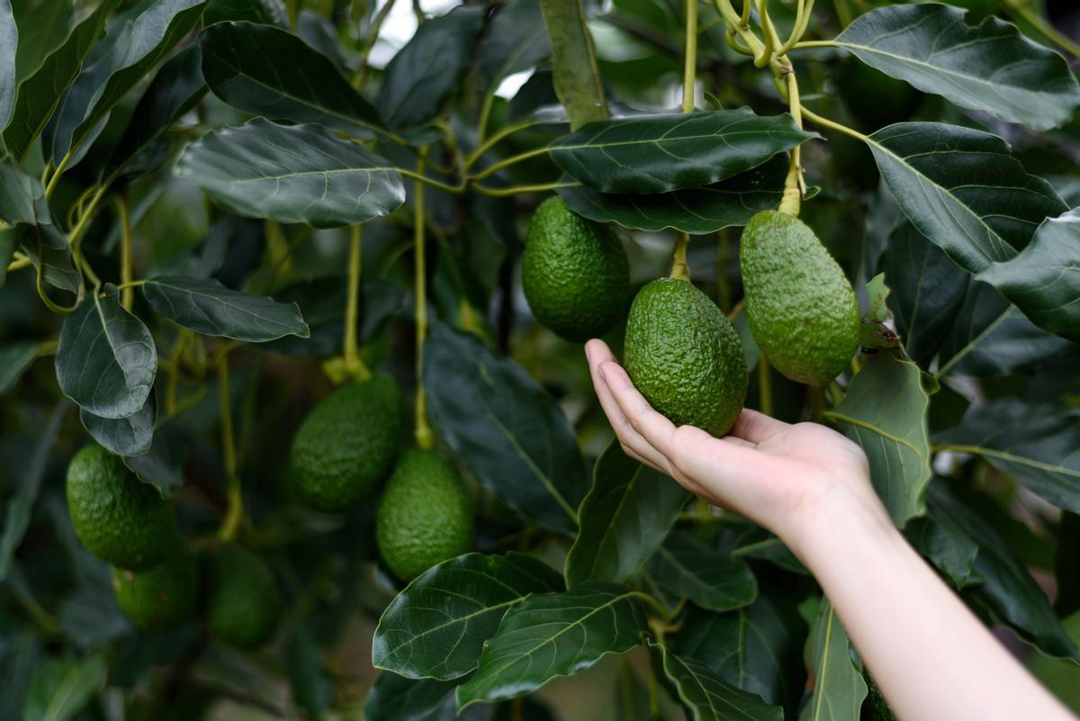 Cultivo de aguacates en una plantación en Málaga.