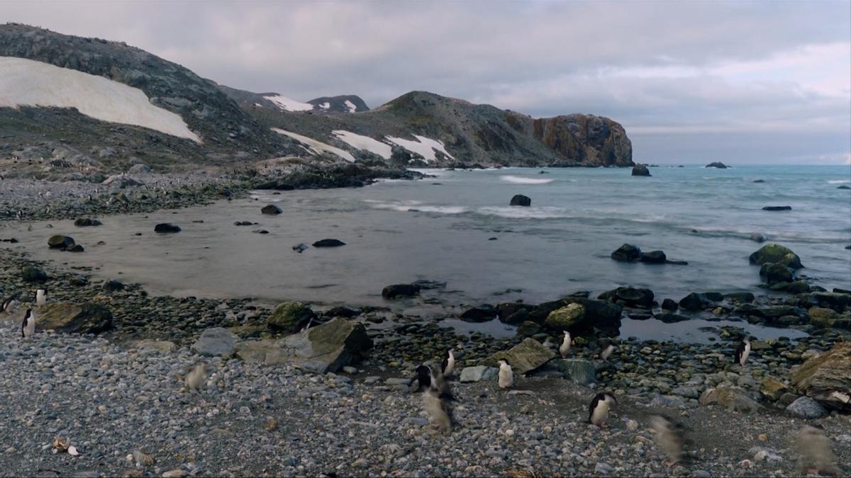 Unos pingüinos sufren las consecuencias del cambio climático