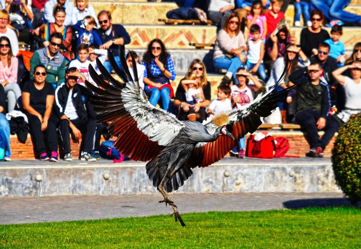 Exhibición educativa con una grulla en el Bioparc Valencia