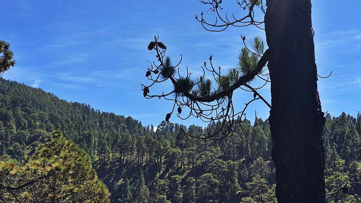 El monte de Garafía resurge de sus cenizas.