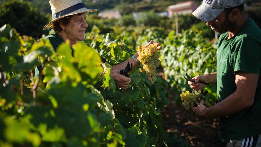 La ola de calor convierte la vendimia de Tenerife en la más tempranera de Europa