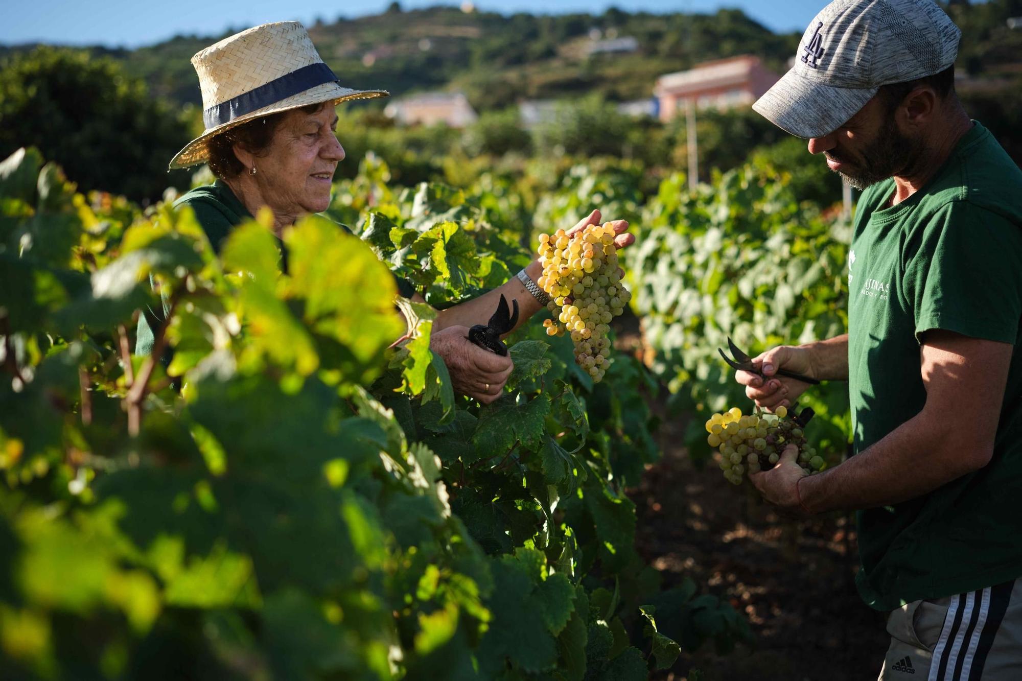 Trabajos de vendimia en un viñedo de Tenerife