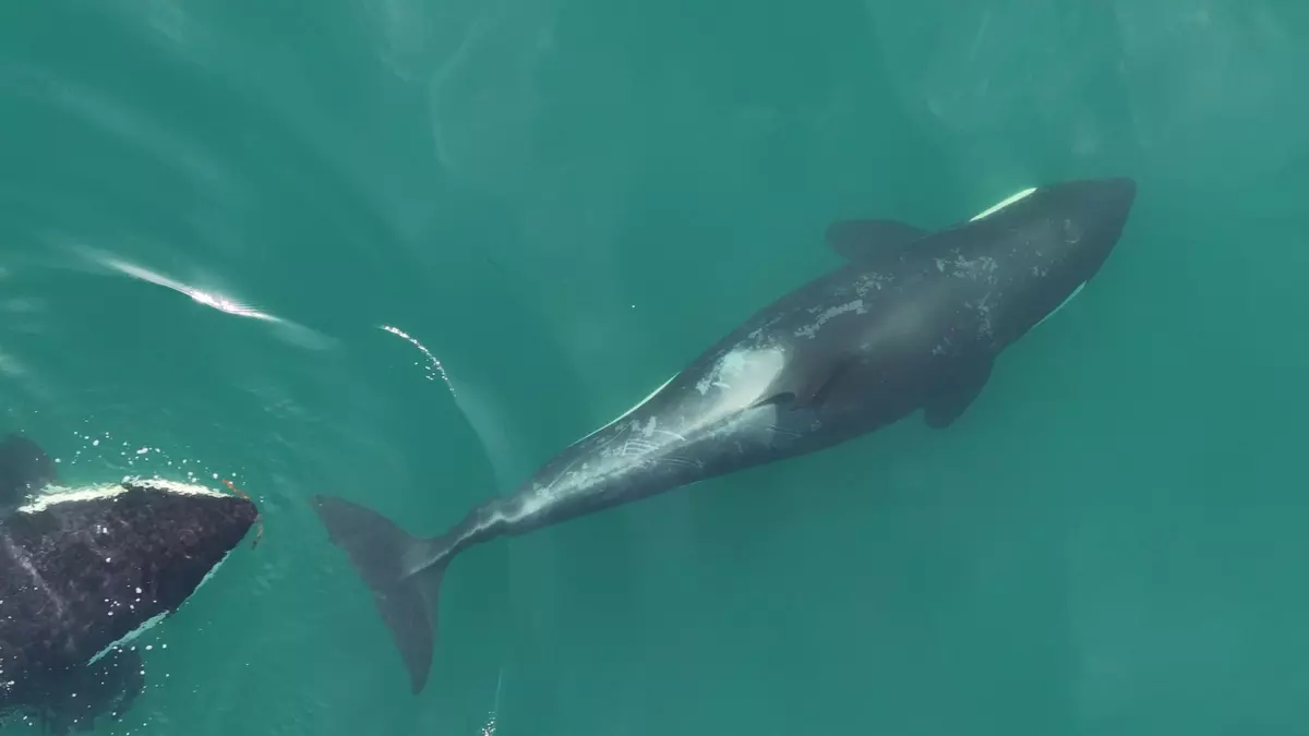 Increíble: las orcas manipulan y utilizan algas para rascarse la espalda unas a otras y acicalarse