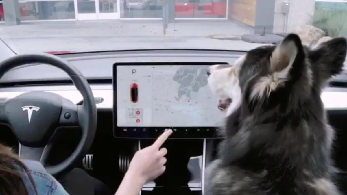 Modo perro de Tesla