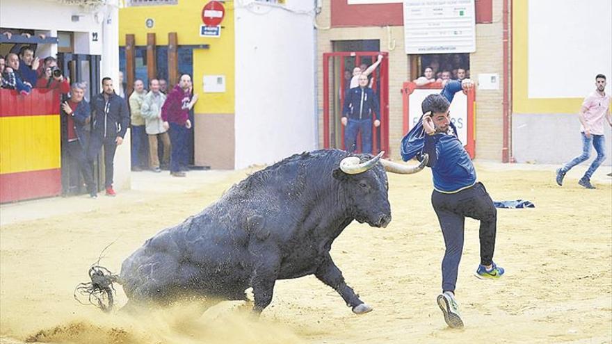 Sant Vicent trabaja en un programa taurino que aspira a exhibir 11 toros