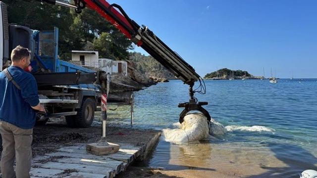 Operarios sacan del agua uno de los cadáveres animales.