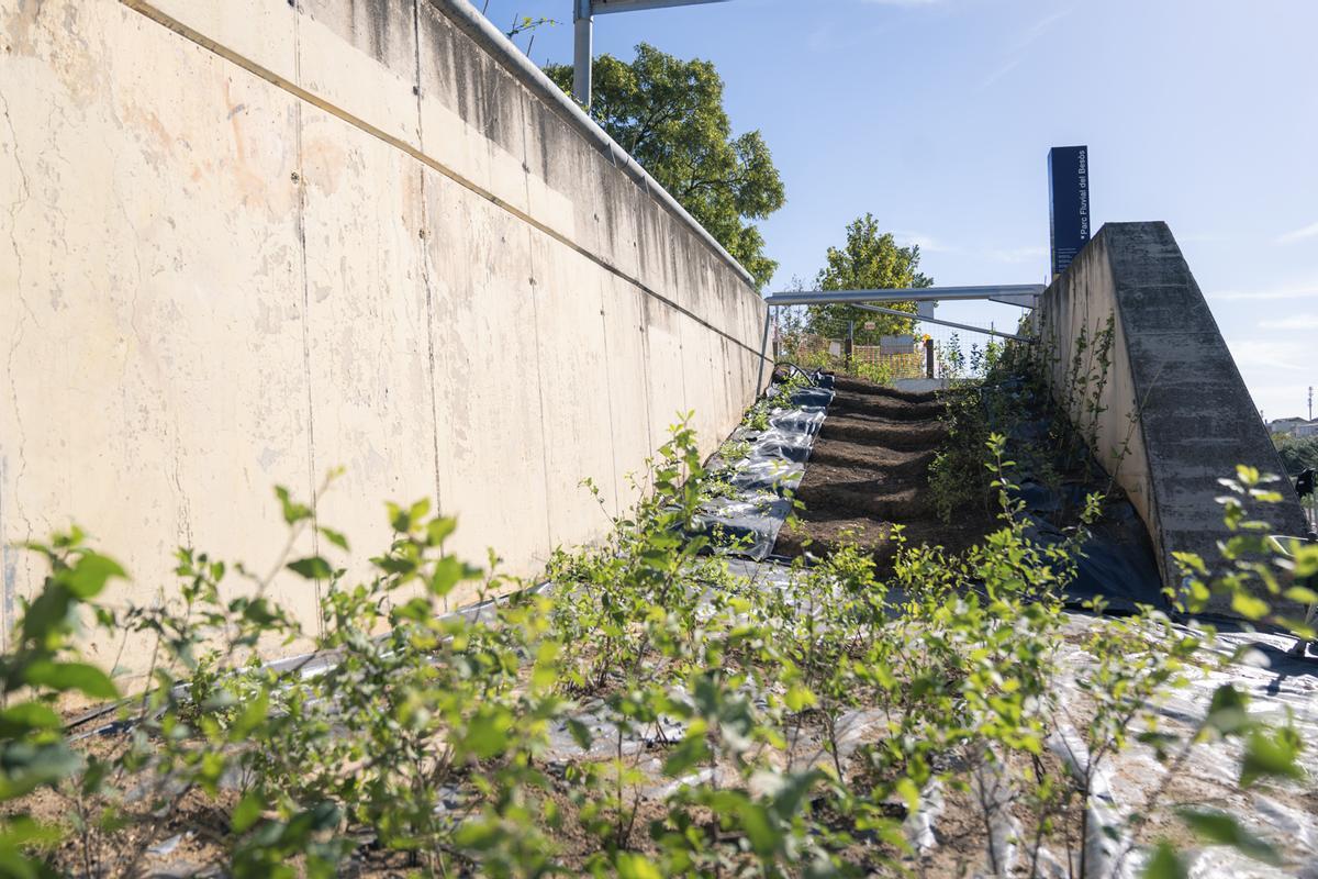 El proyecto pretende dar lugar a un espacio fluvial que una biodiversidad, educación y uso ciudadano