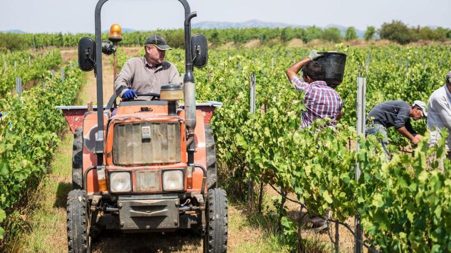 L’elaboració de vins vegans a l&#039;Alt Empordà s’obre pas esperant «l’augment de la demanda»