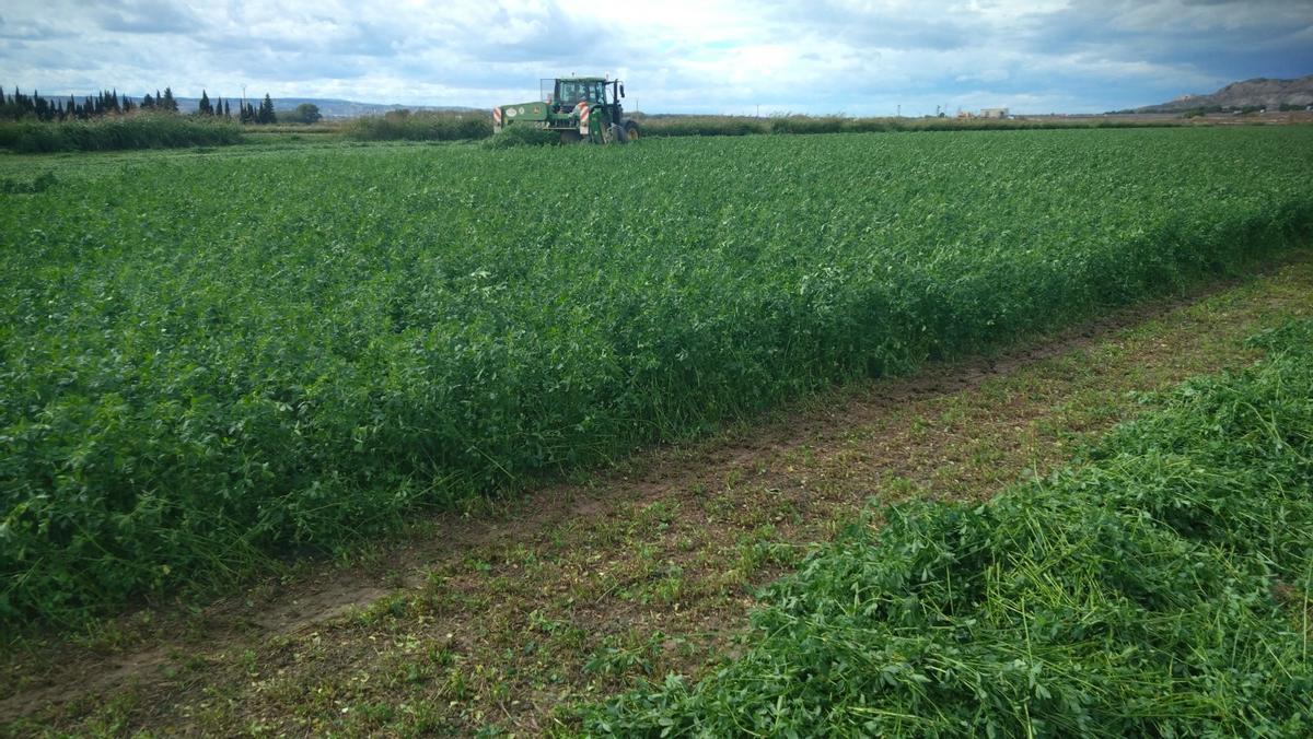 Un cultivo de alfalfas durante la cosecha.