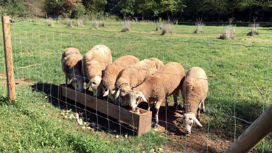 Salvar l&#039;ovella ripollesa autòctona... a Les Cols