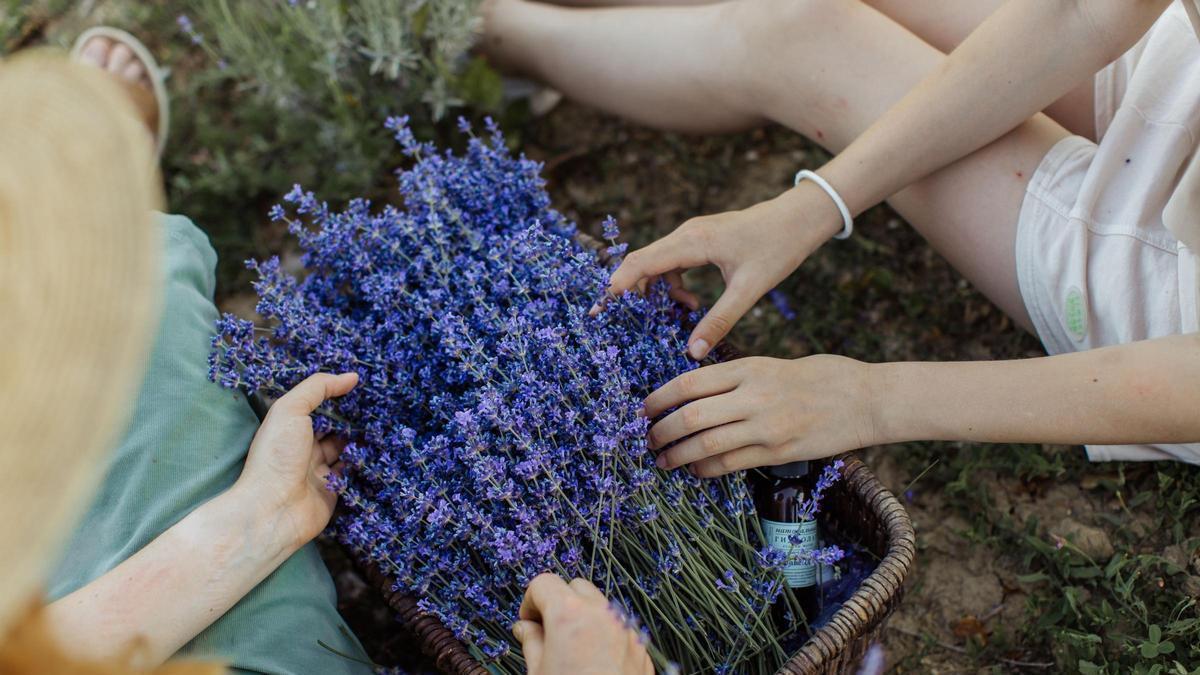 El rincón de Soria donde puedes destilar lavanda y caminar entre uno de los acebales más singulares de Castilla y León.
