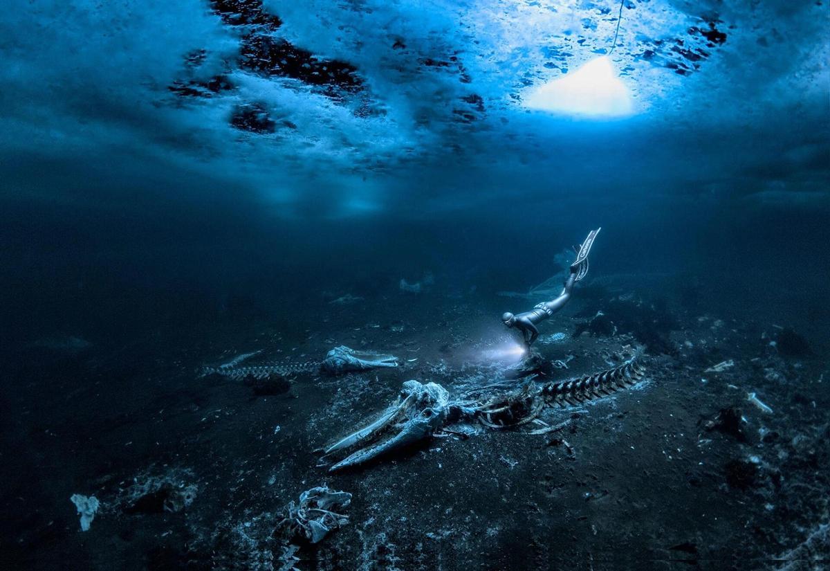 Huesos de ballena', de Alex Dawson, fotógrafo submarino del año.