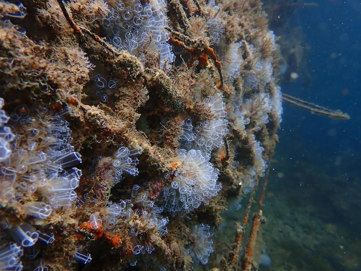 Colonia de clavelina lepa diformis, conocida como ascidia bombillo