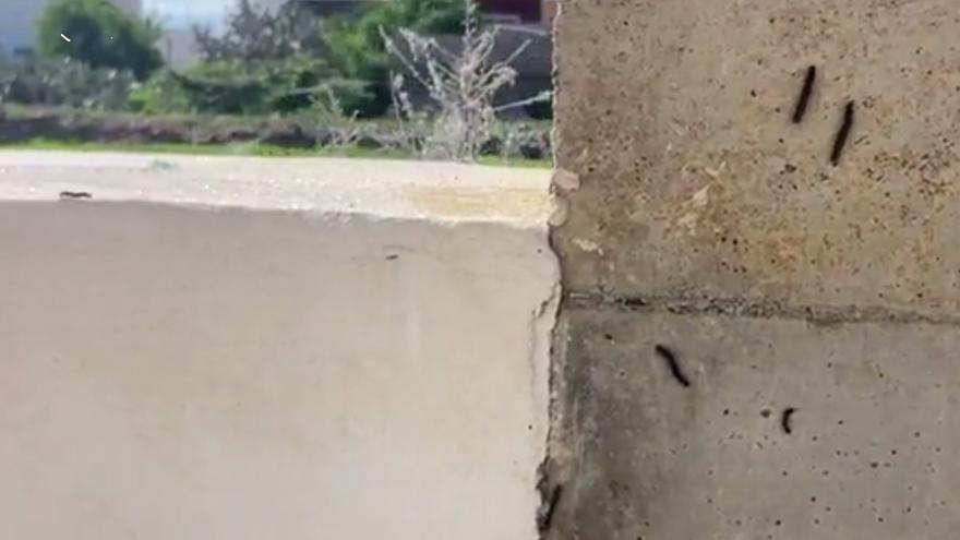 Invasion of road bugs in the Canary Islands