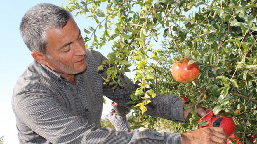 Granadas, higos y dátiles, entre otros, son las señas de identidad del campo ilicitano.