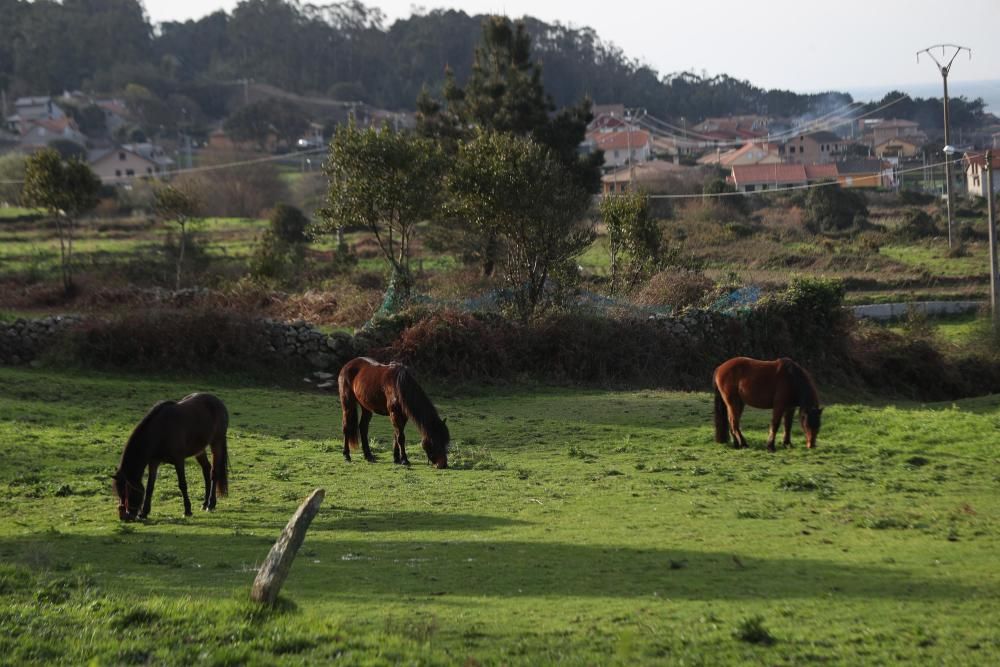 Nace en Oia el primer criadero de caballos gallegos de pura raza de la Serra da Groba