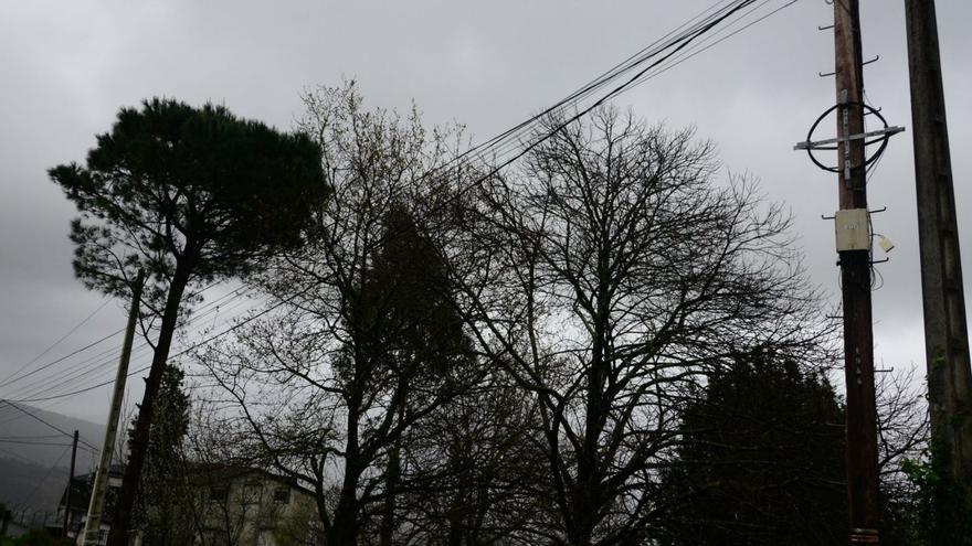 Tendido eléctrico al lado de varios árboles en Moaña.