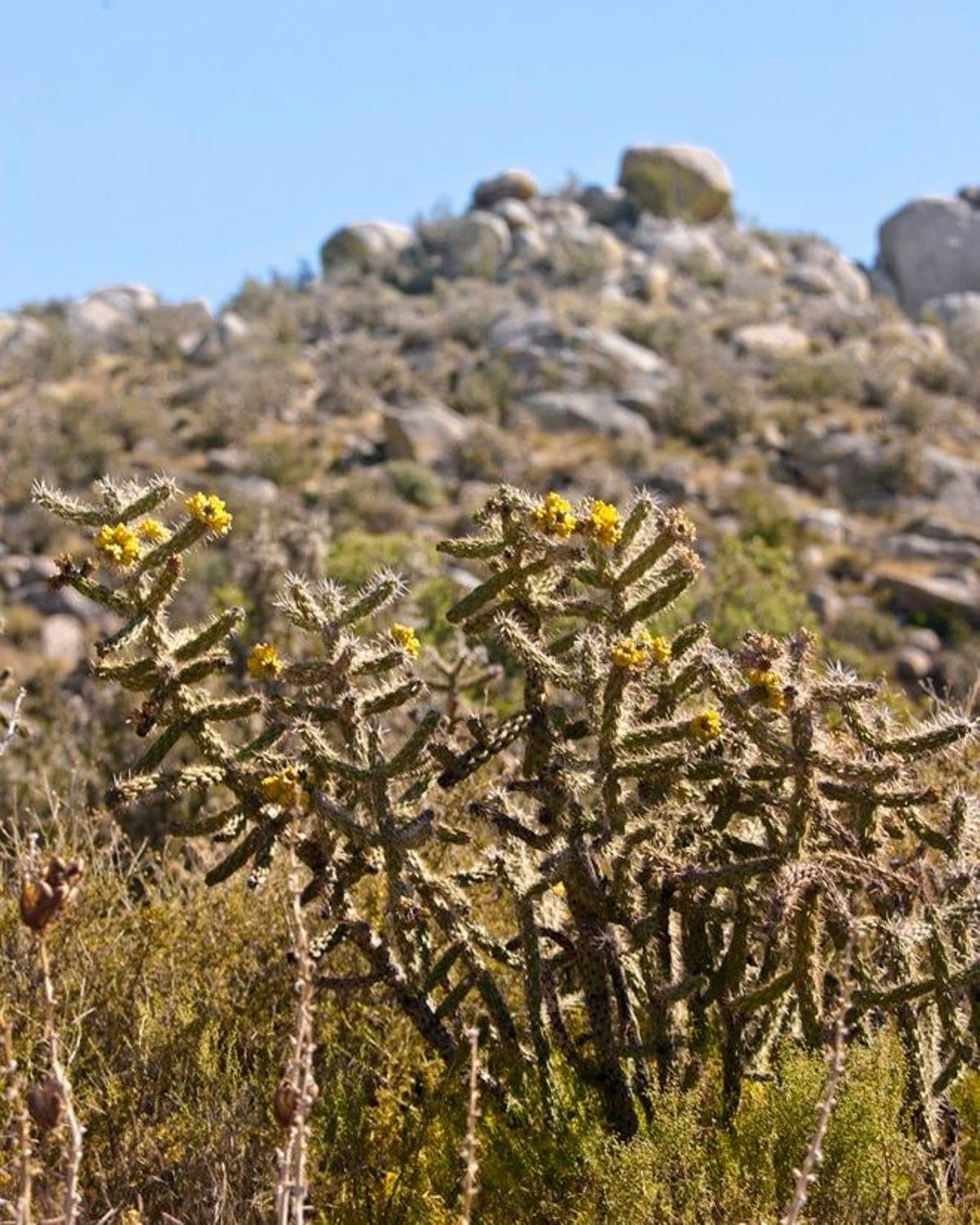 Bosque nacional Cibola