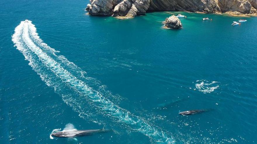 Embarcaciones de recreo hostigan a las ballenas en la costa de Valencia