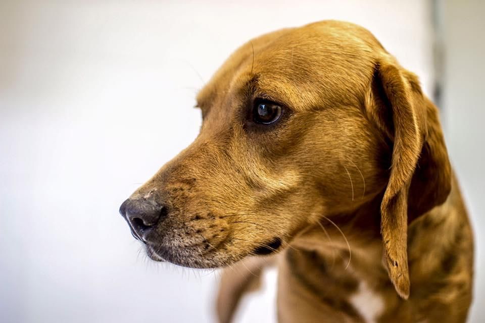 MORFEO: este chico es un macho cruce de beagle y sabueso. Pesa unos 20 kilos y fue recogido en Santa Cruz, Ordes. De momento es muy miedoso y tiene un carácter muy tranquilo.